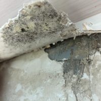 Schimmel unter der Tapete nach Wasserschaden
